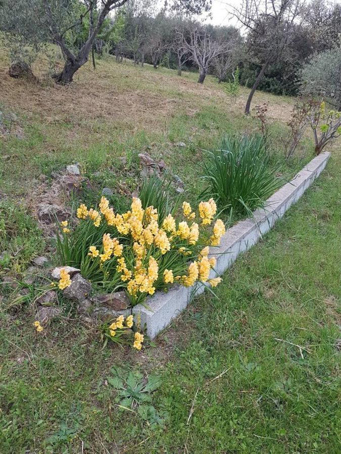 Villa Ulivella Schifoni Esterno foto