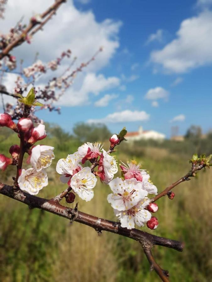 Villa Ulivella Schifoni Esterno foto